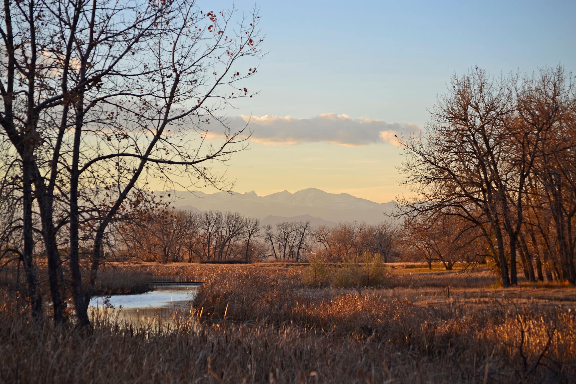 Cottonwood trees and open prairie east of Denver at golden hour, with the Front Range on the horizon